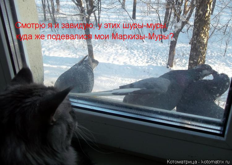 Котоматрица: Смотрю я и завидую, у этих шуры-муры, куда же подевалися мои Маркизы-Муры?