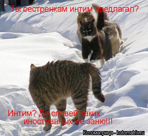 Котоматрица: Ты сестренкам интим предлагал? Интим? Да словей таких иностранных не заню!!!