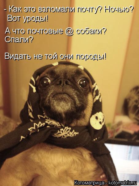 Котоматрица: - Как это взломали почту? Ночью? Вот уроды! А что почтовые @ собаки? Спали? Видать не той они породы!