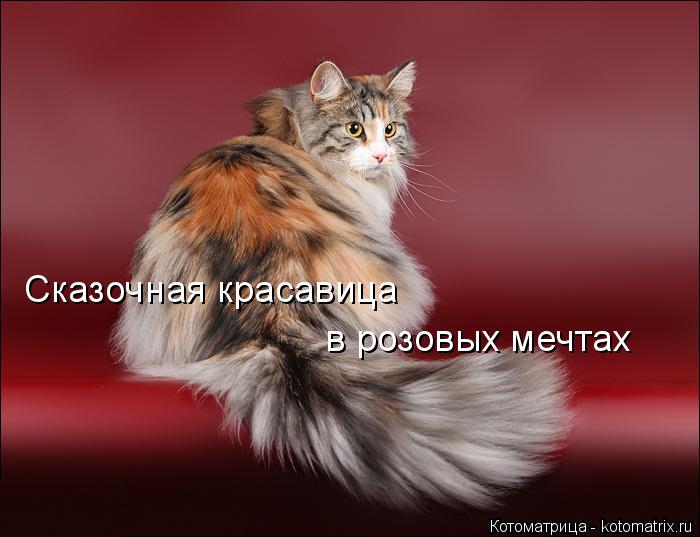 Котоматрица: в розовых мечтах Сказочная красавица