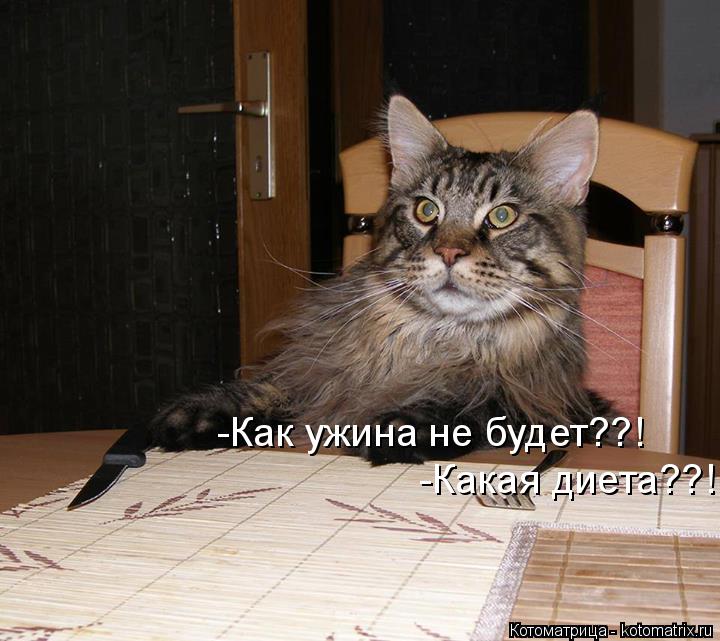 Котоматрица: -Как ужина не будет??! -Какая диета??!
