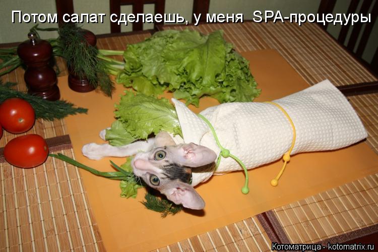 Потом салат сделаешь, у меня SPA-процедуры... Котоматрица: Потом салат сделаешь, у меня SPA-процедуры