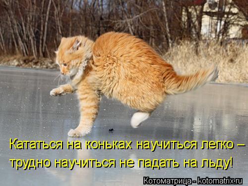 Котоматрица: Кататься на коньках научиться легко –  трудно научиться не падать на льду!