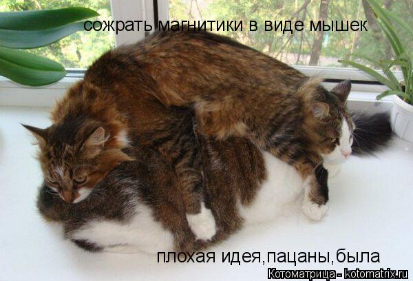 Котоматрица: плохая идея,пацаны,была сожрать магнитики в виде мышек  сожрать магнитики в виде мышек