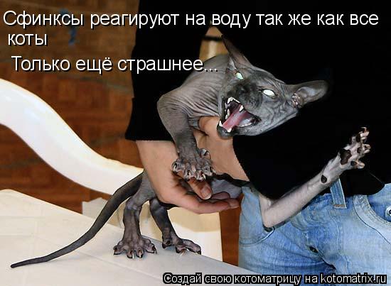 Сфинксы реагируют на воду так же как все коты Только ещё страшнее...... Котоматрица: Сфинксы реагируют на воду так же как все коты Только ещё страшнее...
