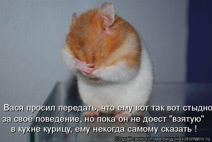 Котоматрица: в кухне курицу, ему некогда самому сказать ! за своё поведение, но пока он не доест "взятую"  Вася просил передать, что ему вот так вот стыдно
