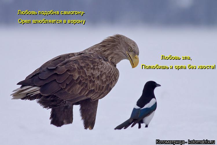 Котоматрица: Любовь подобна самогону- Орел влюбляется в ворону Любовь зла, Полюбишь и орла без хвоста!