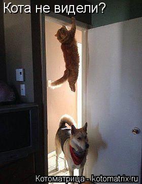 Котоматрица: Кота не видели?