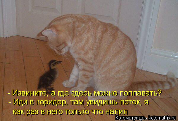 Котоматрица: - Извините, а где здесь можно поплавать? - Иди в коридор, там увидишь лоток, я как раз в него только что налил