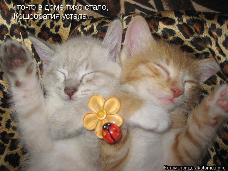 Котоматрица: Что-то в доме тихо стало, Кошобратия устала!