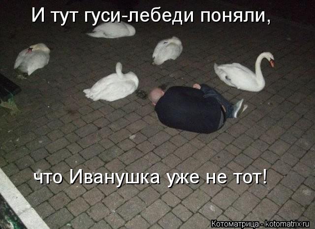Котоматрица: И тут гуси-лебеди поняли, что Иванушка уже не тот!