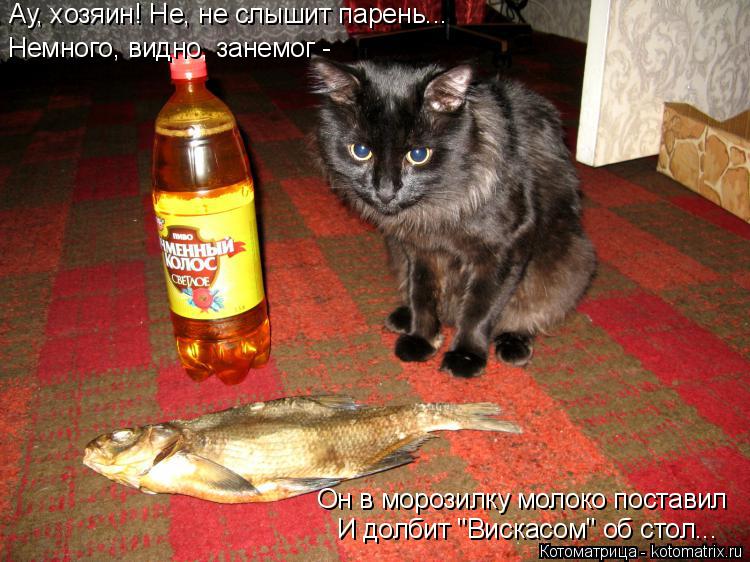 Немного, видно, занемог - Ау, хозяин! Не, не слышит парень... Он в морозилку молоко поставил И долби... Котоматрица: Немного, видно, занемог - Ау, хозяин! Не, не слышит парень... Он в морозилку молоко поставил И долбит "Вискасом" об стол...