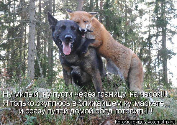 Котоматрица: Ну милый, ну пусти через границу, на часок!!! Я только скуплюсь в ближайшем ку..маркете,  и сразу пулей домой,обед готовить!!!