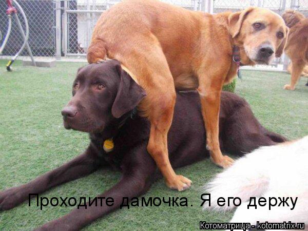 Проходите дамочка. Я его держу... Котоматрица: Проходите дамочка. Я его держу