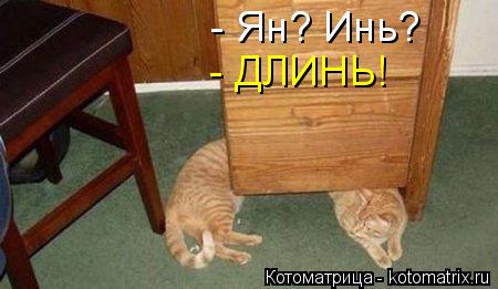 Котоматрица: - Ян? Инь? - ДЛИНЬ!
