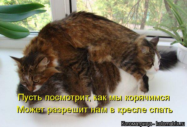 Котоматрица: Пусть посмотрит, как мы корячимся Может разрешит нам в кресле спать