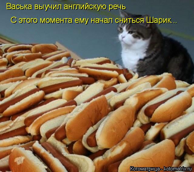 Котоматрица: Васька выучил английскую речь С этого момента ему начал сниться Шарик...