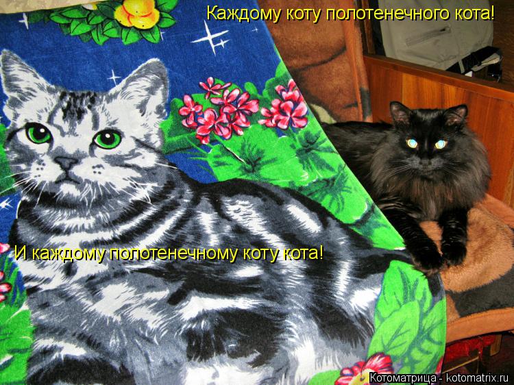 Котоматрица: Каждому коту полотенечного кота! И каждому полотенечному коту кота!