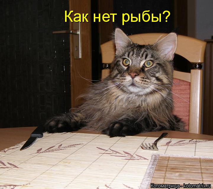 Котоматрица: Как нет рыбы?