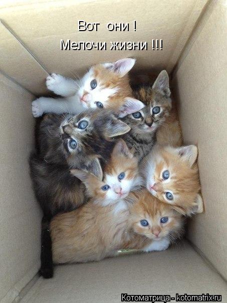 Котоматрица: Вот  они ! Мелочи жизни !!!