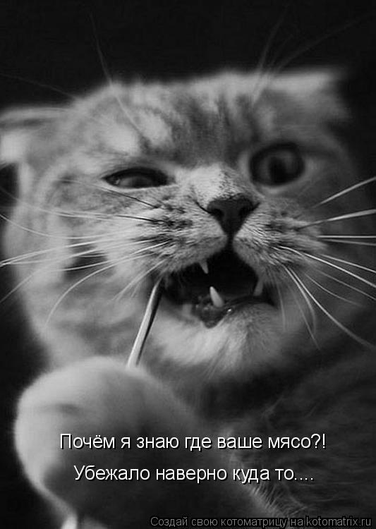 Котоматрица: Почём я знаю где ваше мясо?! Убежало наверно куда то....
