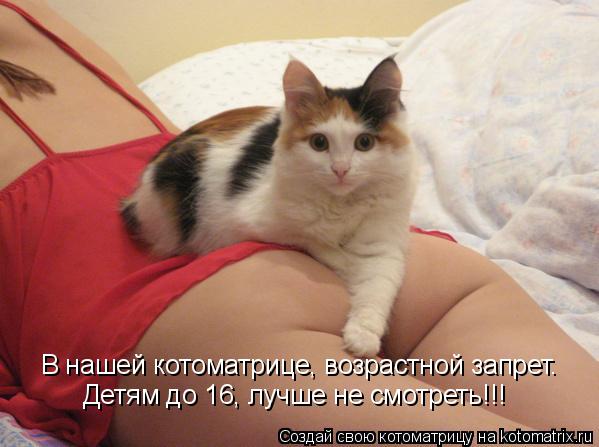 Котоматрица: В нашей котоматрице, возрастной запрет. Детям до 16, лучше не смотреть!!!