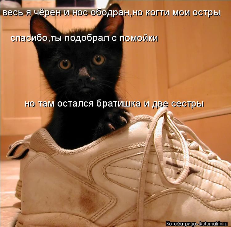 Котоматрица: весь я чёрен и нос ободран,но когти мои остры спасибо,ты подобрал с помойки но там остался братишка и две сестры