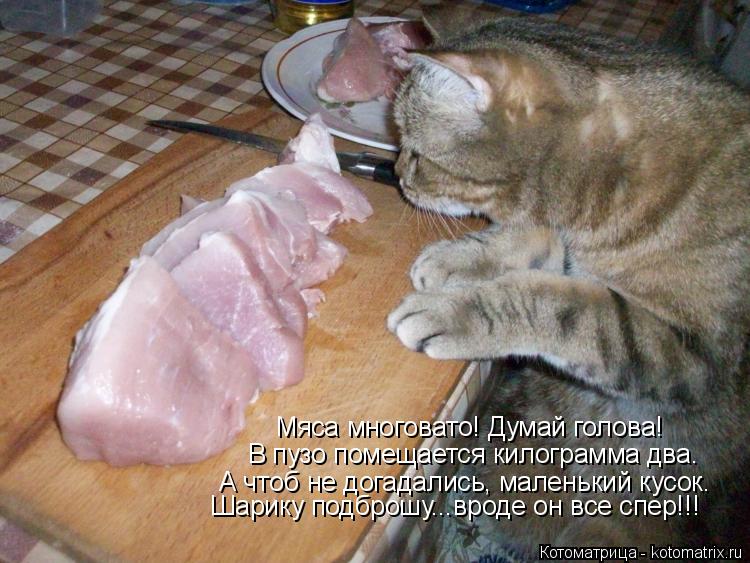 Котоматрица: Мяса многовато! Думай голова! Мяса многовато! Думай голова! В пузо помещается килограмма два. А чтоб не догадались, маленький кусок. Шарику п