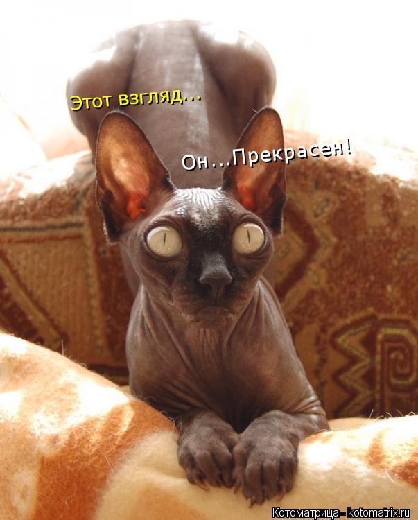 Котоматрица: Этот взгляд... Он...Прекрасен!
