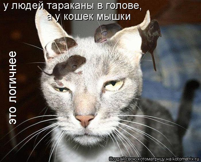 Котоматрица: у людей тараканы в голове, а у кошек мышки это логичнее