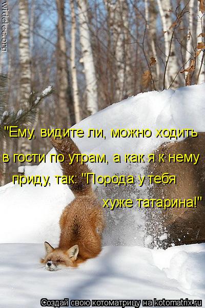 Котоматрица: "Ему, видите ли, можно ходить в гости по утрам, а как я к нему приду, так: "Порода у тебя   хуже татарина!"