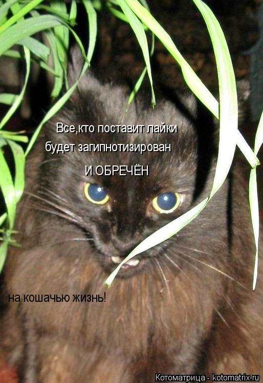 Котоматрица: будет загипнотизирован Все,кто поставит лайки И ОБРЕЧЁН на кошачью жизнь!