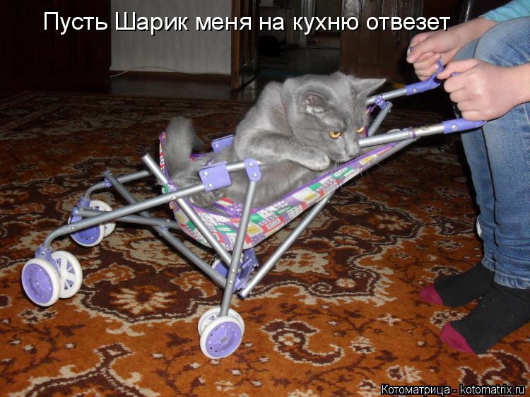 Котоматрица: Пусть Шарик меня на кухню отвезет