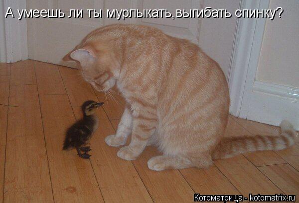 А умеешь ли ты мурлыкать,выгибать спинку?... Котоматрица: А умеешь ли ты мурлыкать,выгибать спинку?