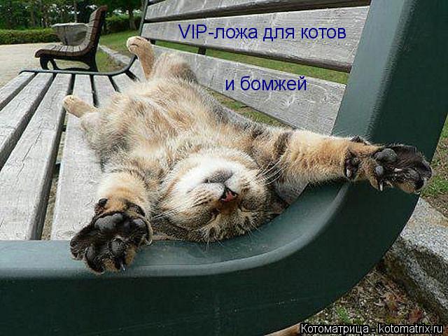 Котоматрица: VIP-ложа для котов и бомжей