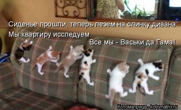 Котоматрица: Сиденье прошли, теперь лезем на спинку дивана: Мы квартиру исследуем. Все мы - Васьки да Гама!