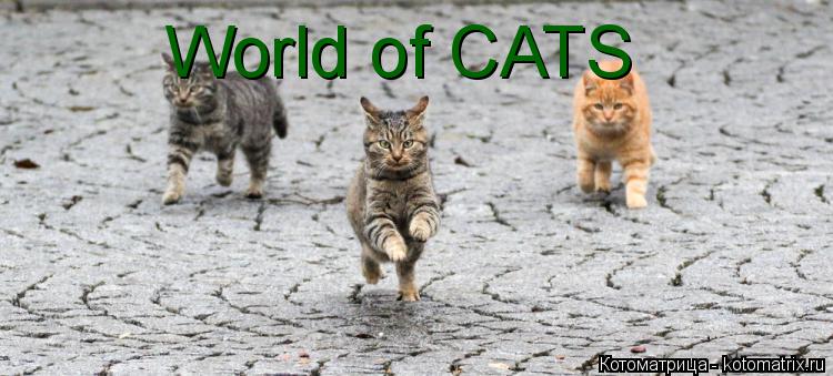 Котоматрица: World of CATS
