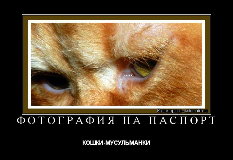 Котоматрица: ФОТОГРАФИЯ НА ПАСПОРТ КОШКИ-МУСУЛЬМАНКИ