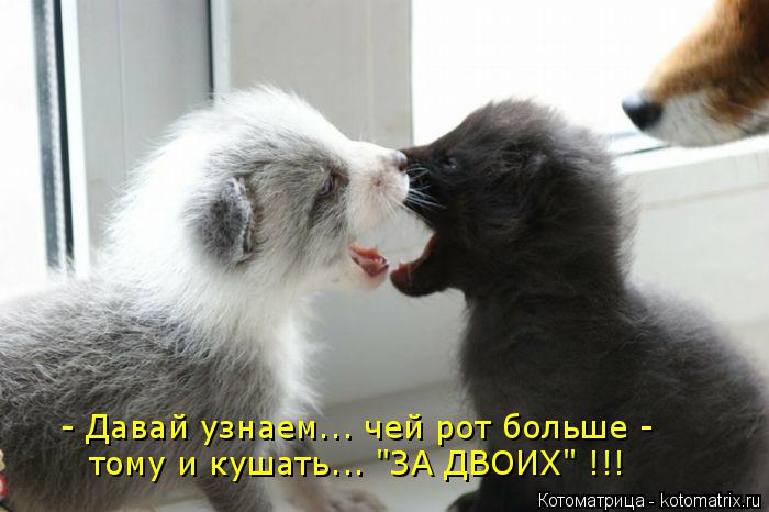 Котоматрица: - Давай узнаем... чей рот больше - тому и кушать... "ЗА ДВОИХ" !!!