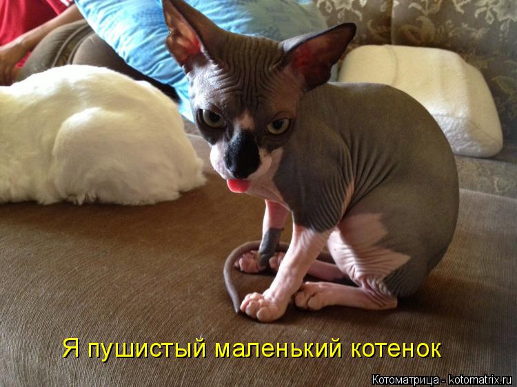 Котоматрица: Я пушистый маленький котенок