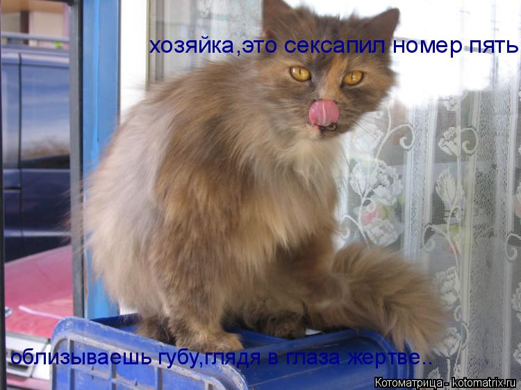 хозяйка,это сексапил номер пять! облизываешь губу,глядя в глаза жертве..... Котоматрица: хозяйка,это сексапил номер пять! облизываешь губу,глядя в глаза жертве..