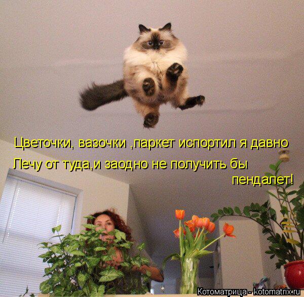 Котоматрица: Цветочки, вазочки ,паркет испортил я давно Лечу от туда,и заодно не получить бы  пендалет!