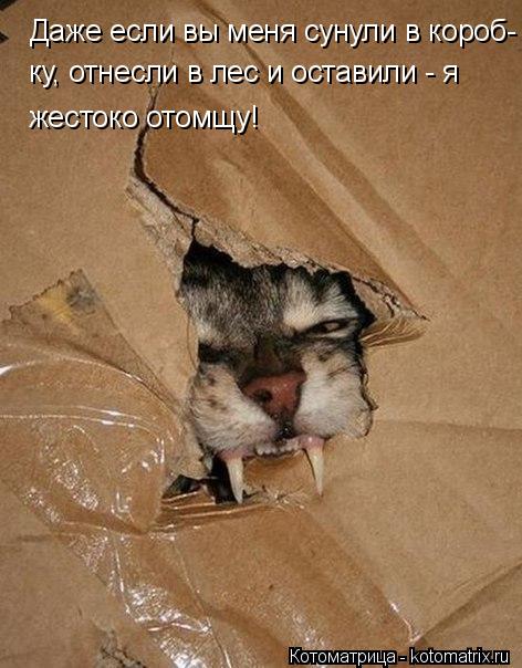 Даже если вы меня сунули в короб- ку, отнесли в лес и оставили - я вернусь! жестоко отомщу!... Котоматрица: Даже если вы меня сунули в короб- ку, отнесли в лес и оставили - я вернусь! жестоко отомщу!