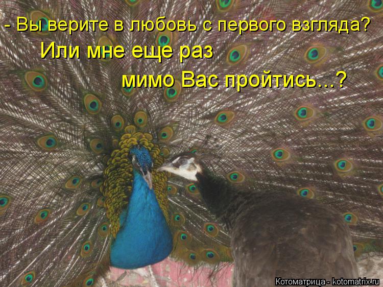 Котоматрица: - Вы верите в любовь с первого взгляда? Или мне еще раз мимо Вас пройтись...?