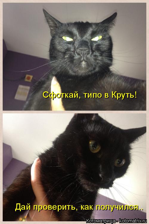 Дай проверить, как получился.. Сфоткай, типо в Круть!... Котоматрица: Дай проверить, как получился.. Сфоткай, типо в Круть!
