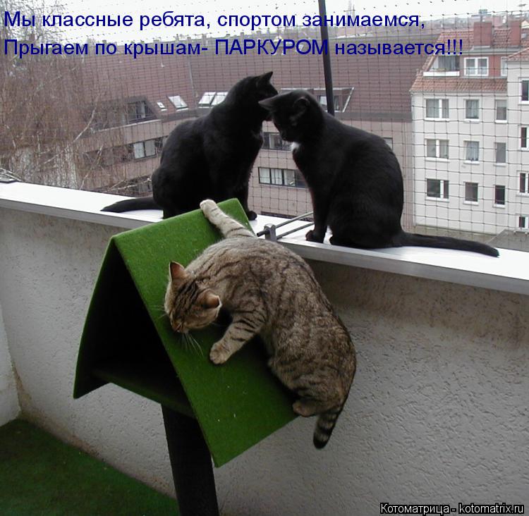 Котоматрица: Мы классные ребята, спортом занимаемся, Прыгаем по крышам- ПАРКУРОМ называется!!!