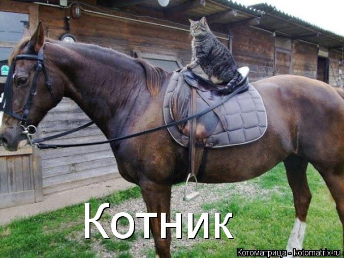 Котоматрица: Котник