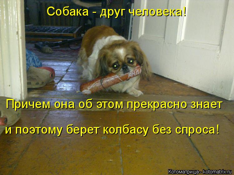 Собака - друг человека! Причем она об этом прекрасно знает и поэтому берет колбасу без спроса!... Котоматрица: Собака - друг человека! Причем она об этом прекрасно знает и поэтому берет колбасу без спроса!