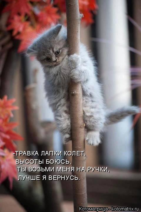 Котоматрица: -ТРАВКА ЛАПКИ КОЛЕТ, ВЫСОТЫ БОЮСЬ, ТЫ ВОЗЬМИ МЕНЯ НА РУЧКИ, ЛУЧШЕ Я ВЕРНУСЬ.