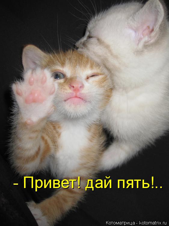 Котоматрица: - Привет! дай пять!..